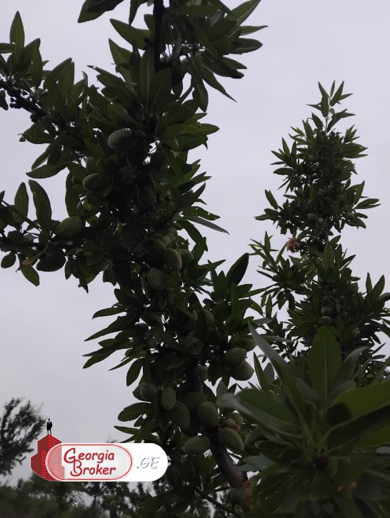 agricultural land for sale