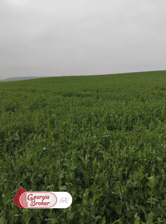 agricultural land for sale