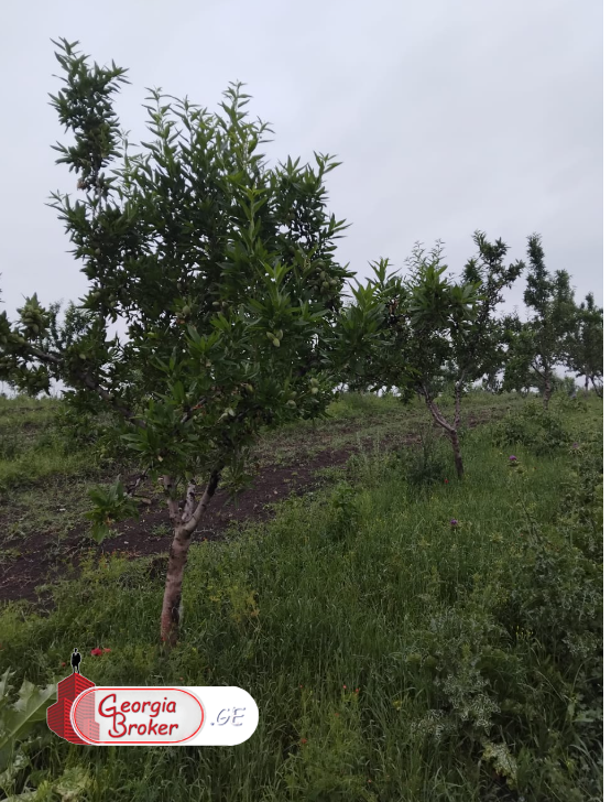 agricultural land for sale