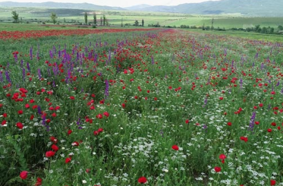 იყიდება 190 ჰა  სამეურნეო მიწის ნაკვეთი უშეთის მუნიციპალიტეტში