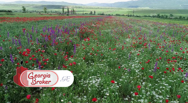 agricultural land for sale