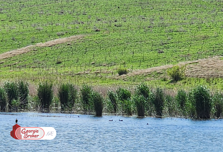 იყიდება 500 ჰა  სამეურნეო მიწის ნაკვეთი სიღნაღის რაიონში