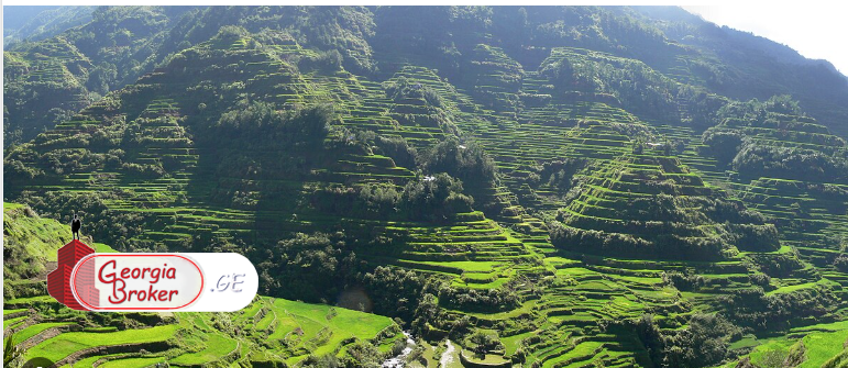 იყიდება 84 ჰა მიწა ორბეთში