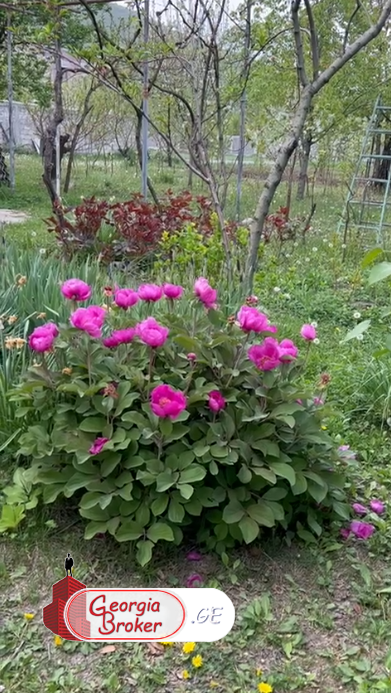 იყიდება ახალი გარემონტებული 5 ოთახიანი სახლი დუშეთის მუნიციპალიტეტში