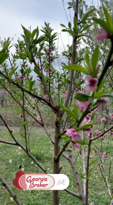 იყიდება ახალი გარემონტებული 5 ოთახიანი სახლი დუშეთის მუნიციპალიტეტში