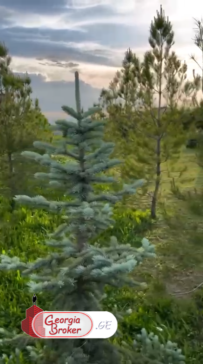 ქირავდება ახალი გარემონტებული 5 ოთახიანი სახლი საგურამოში