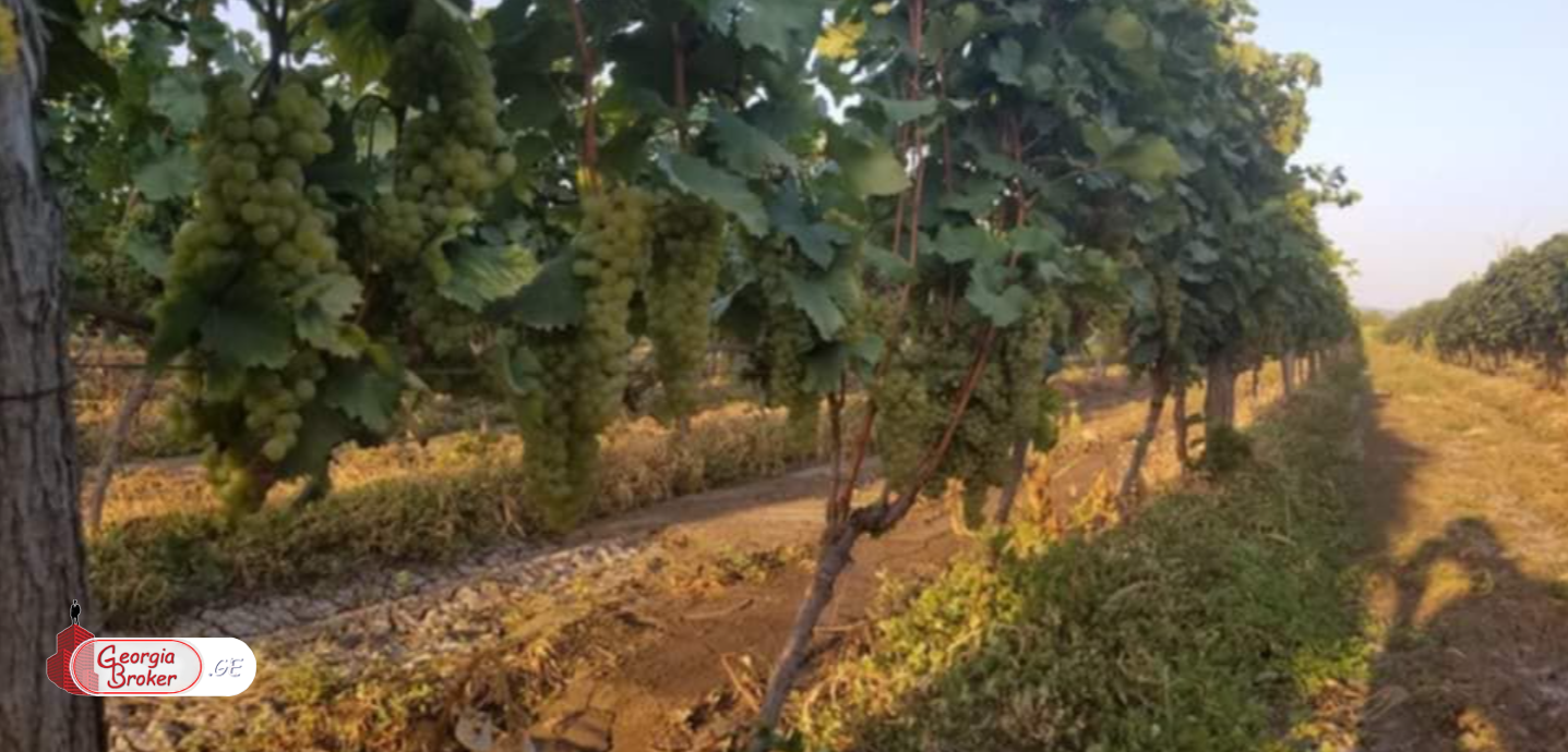 agricultural land for sale