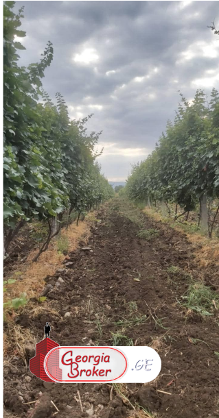 agricultural land for sale