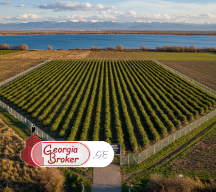იყიდება სამეურნეო მიწის ნაკვეთი 10 ჰა